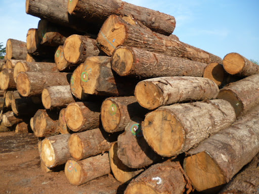 Tìm hiểu về gỗ Sồi Đỏ | Ưu nhược điểm của gỗ sồi đỏ